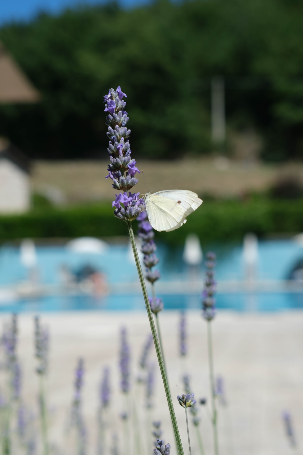 Lavender fields in the Italian countryside near the retreat base